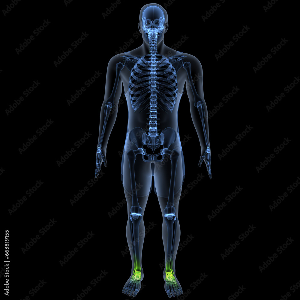 human skeleton femur,tibia,fibula,sacrum and spine,vertebrae anatomy. 3d illustration human skeleton femur,tibia,fibula,sacrum and spine,vertebrae anatomy. 3d illustration