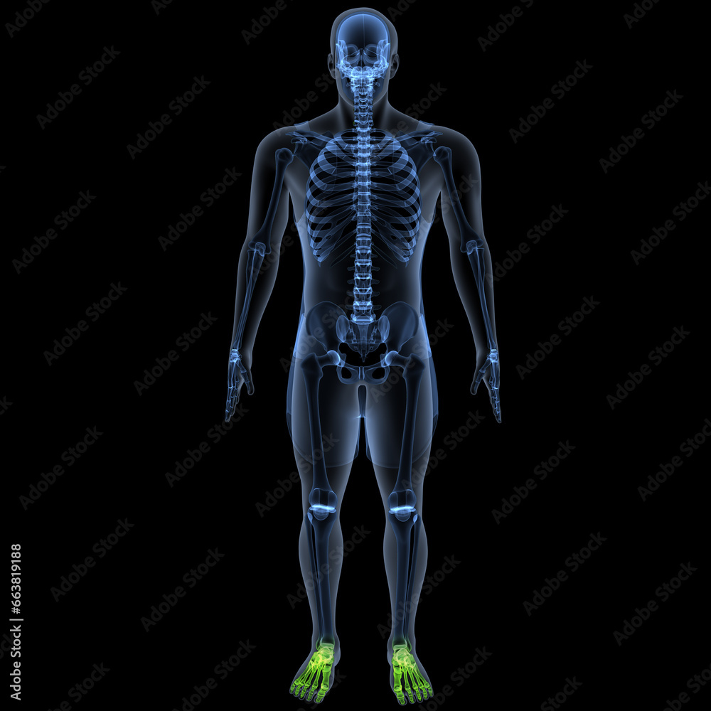 human skeleton femur,tibia,fibula,sacrum and spine,vertebrae anatomy. 3d illustration human skeleton femur,tibia,fibula,sacrum and spine,vertebrae anatomy. 3d illustration