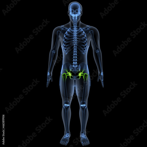 human skeleton femur,tibia,fibula,sacrum and spine,vertebrae anatomy. 3d illustration © PIC4U