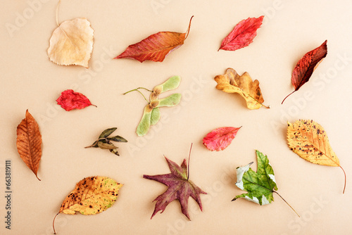 Autumnal layout made of colorful leaves on beige background. Autumn, fall, thanksgiving day concept. Top view, flat lay
