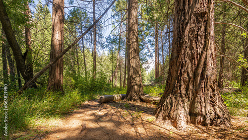 A trailhead in forest of Zumwalt Meadows in the Kings Canyon national park.