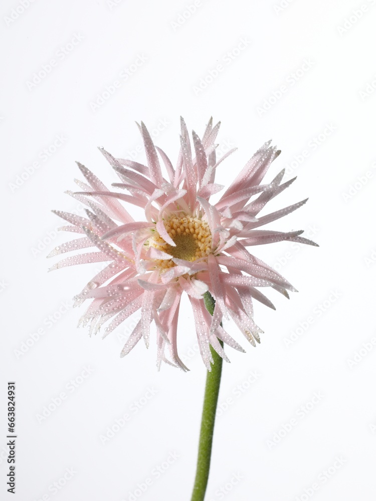 Naklejka premium Flowers,花、白、ホワイト