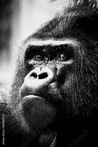 Portrait d'un impressionnant gorille des plaines de l'ouest © PicsArt