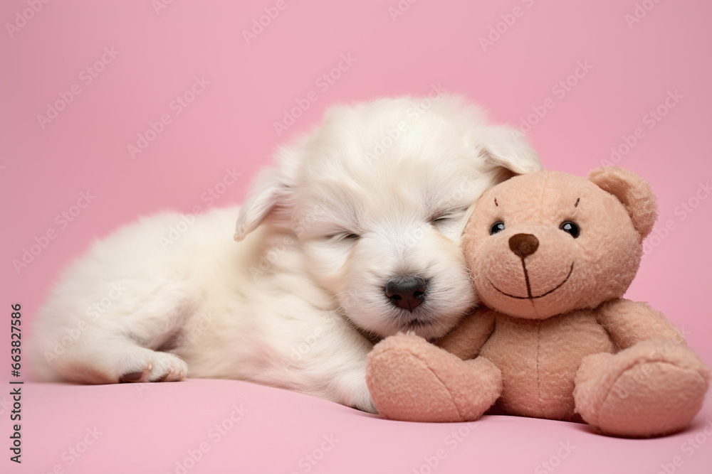 Cute white puppy sleeps with a teddy bear on a pink background