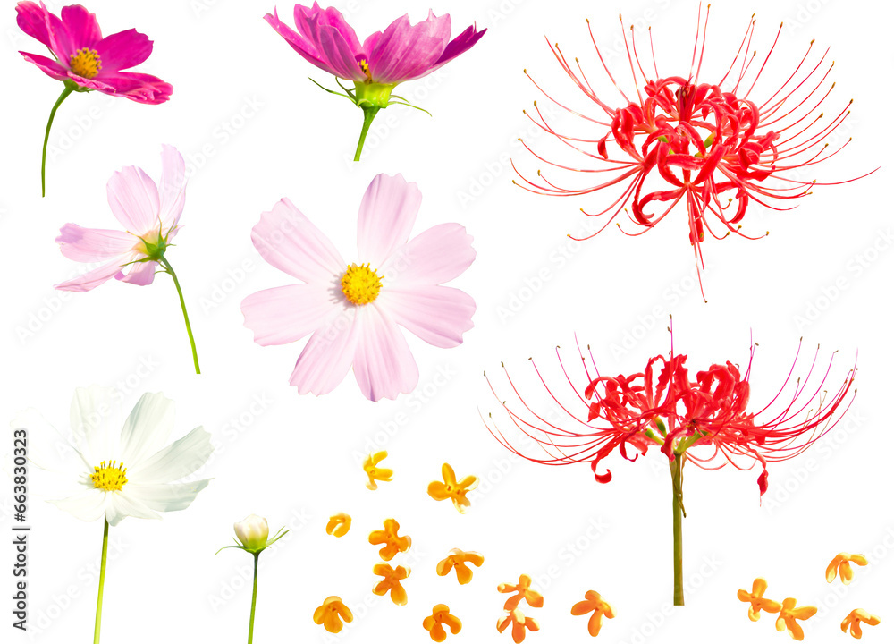 切り抜き透過素材セットー秋の花 切り抜き透過素材セットー秋の花