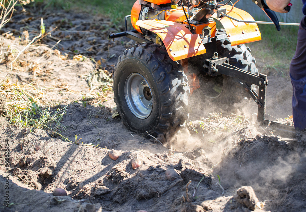 A summer resident plows a garden with potatoes with a walk-behind tractor in the fall during the harvest. Copy space for text A summer resident plows a garden with potatoes with a walk-behind tractor in the fall during the harvest. Copy space for text