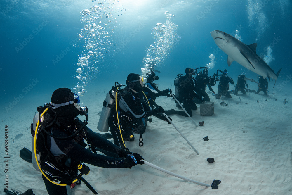 divers and tiger shark