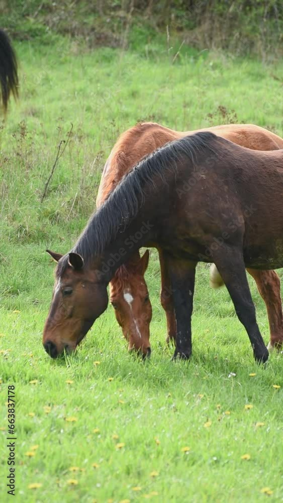 Slow-motion vertical video of two grazing horses Slow-motion vertical video of two grazing horses
