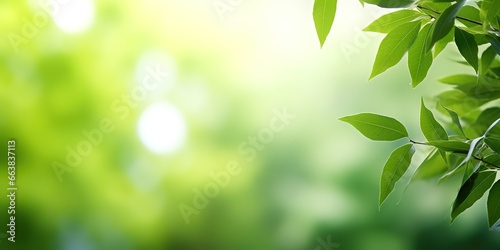 Beautiful nature view green leaf on blurred greenery background under sunlight with bokeh and copy space using as background natural plants landscape  ecology wallpaper concept