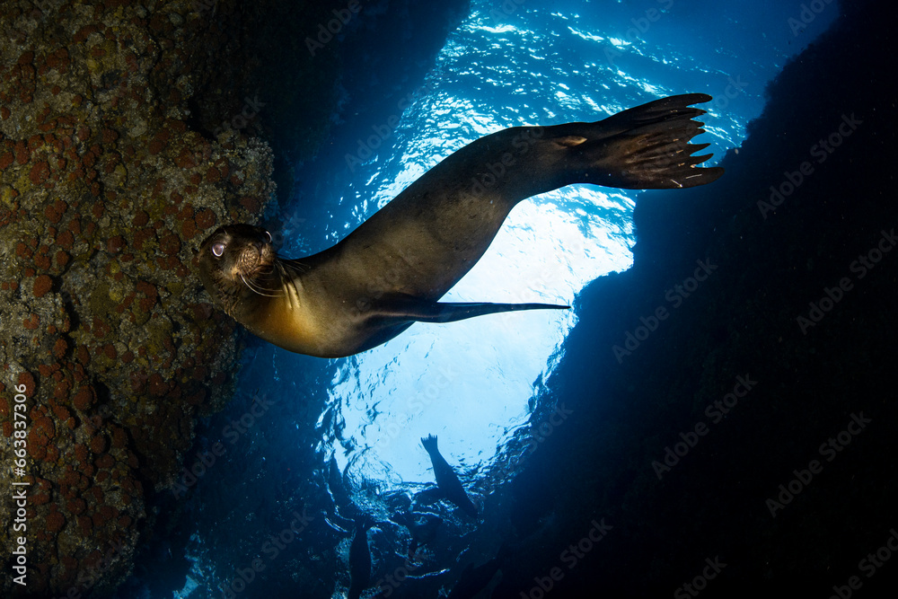 sea lion agains the sun