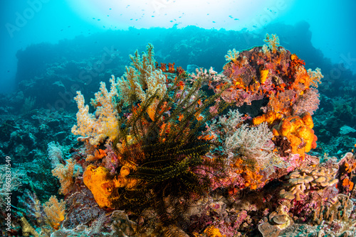 reef scenes