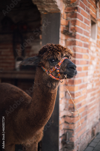 alpaca on the farm