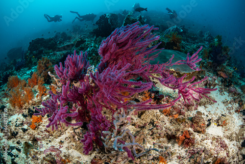 purple coral and divers