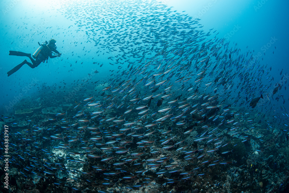Obraz premium A diver surrounded by fish