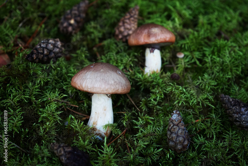 Mushrooms grow among moss and cones