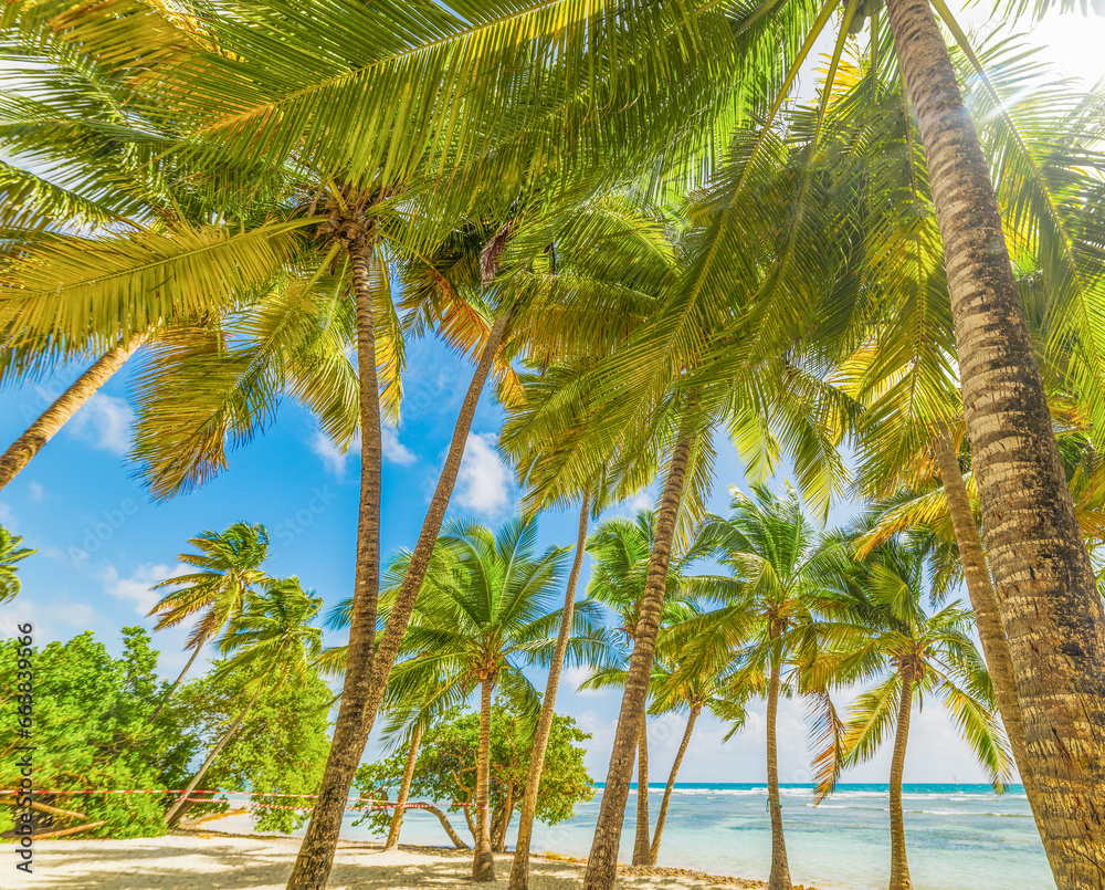 Fototapeta premium Coconut palm trees in Bois Jolan beach in Guadeloupe island
