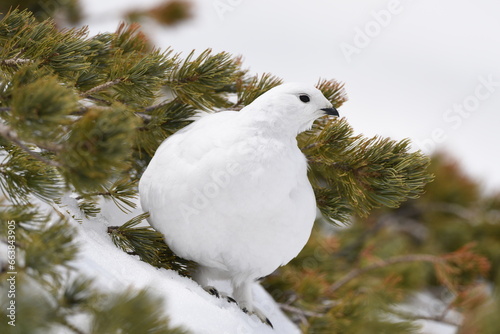 雪の中の白い雷鳥 photo