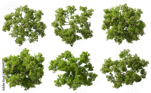 Fototapeta Naklejka Na Ścianę i Meble -  Aerial view evergreen trees shapes cutout transparent backgrounds 3d rendering png