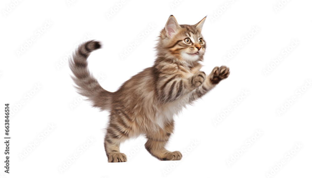 stand shorthair cat isolated on transparent background cutout - obrazy, fototapety, plakaty 