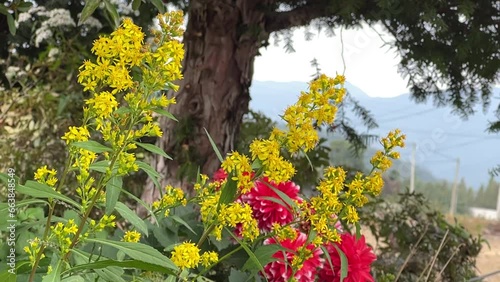 natural scenery autumn scenery flowers