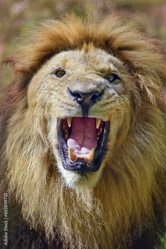 Fototapeta Naklejka Na Ścianę i Meble -  African lion - Panthera leo