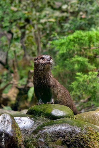 European otter - Lutra lutra