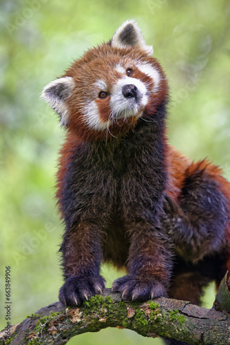 Red panda - Ailurus fulgens photo