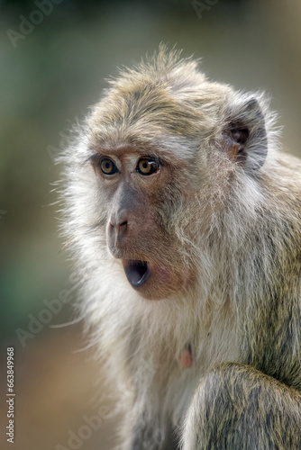 Crab-eating macaque - Macaca fascicularis photo
