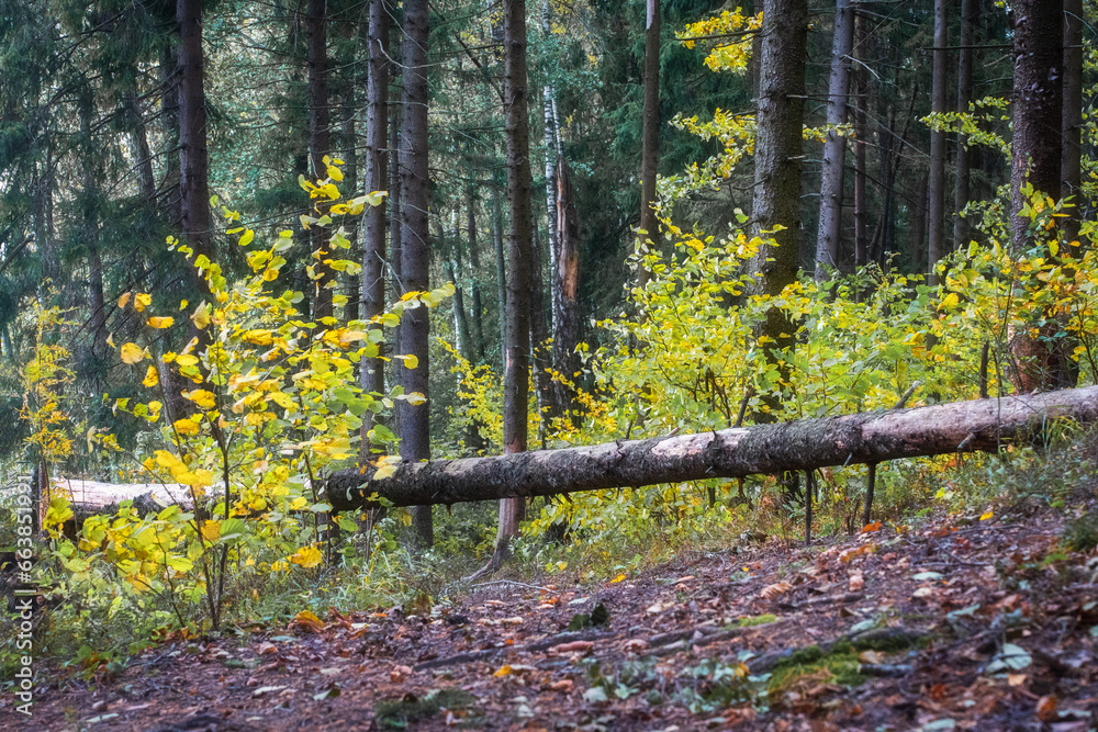 View of a fallen tree in the forest in autumn. Landscape of cloudy weather in the forest in autumn. Autumn yellow leaves on branches of bushes.