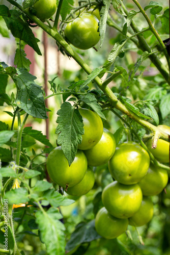 Late unripe green tomatoes grow in the garden in summer. Growing tomatoes as a business. Agriculture, close-up
