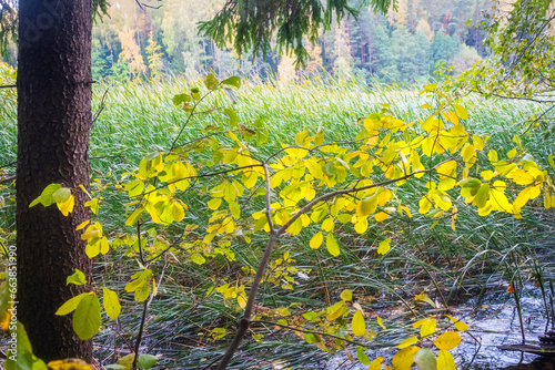 Obraz na płótnie Autumn landscape of bank of river overgrown with reeds. Autumn forest in the background. w salonie