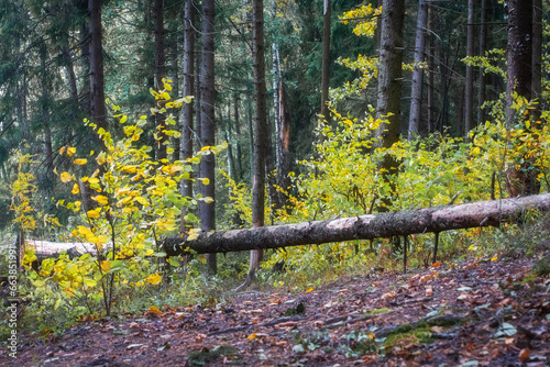 Obraz na płótnie View of a fallen tree in the forest in autumn. Landscape of cloudy weather in the forest in autumn. Autumn yellow leaves on branches of bushes.
w salonie