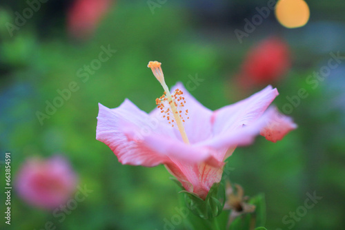 a Hibiscus rosa sinensis, the spring garden