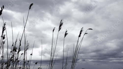 Dry coastal reed in winter under windy gray sky, 4k