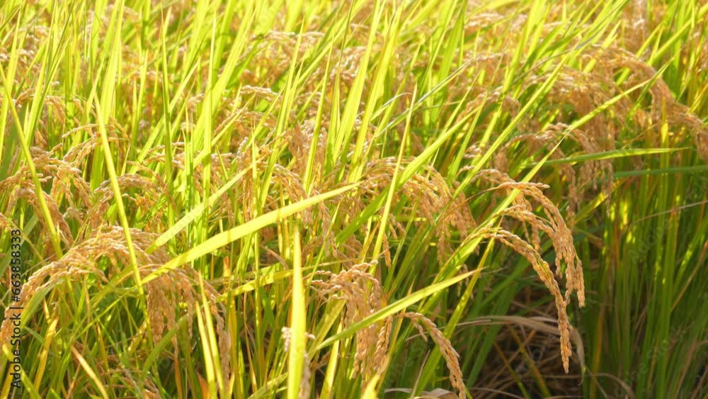 Rice fields at dusk, rice before harvest, nature's bounty Rice fields at dusk, rice before harvest, nature's bounty