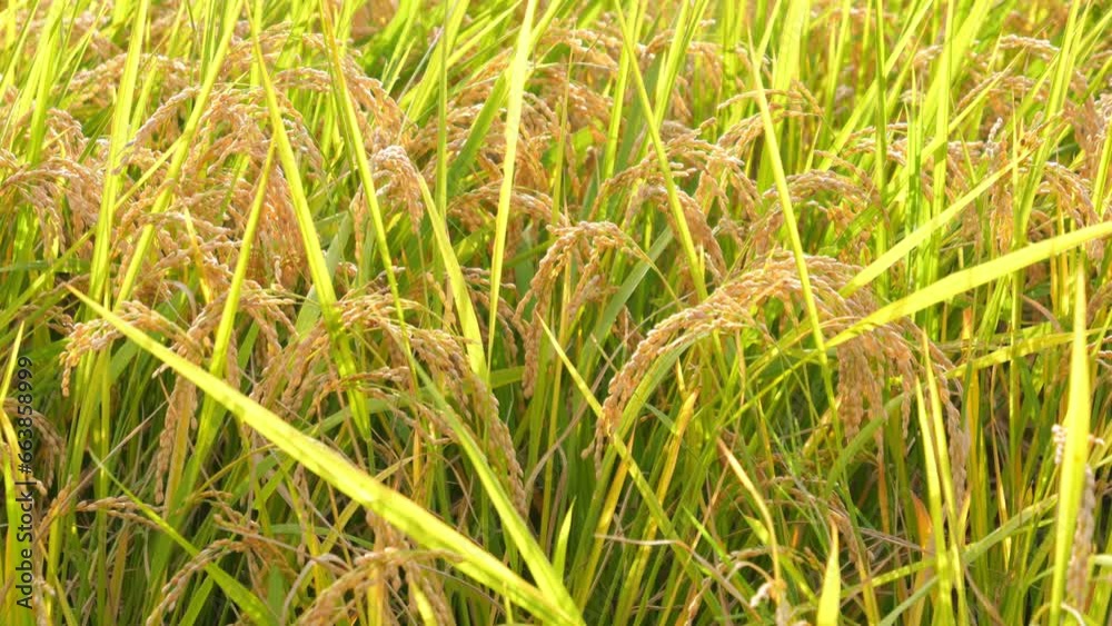 Rice fields at dusk, rice before harvest, nature's bounty Rice fields at dusk, rice before harvest, nature's bounty