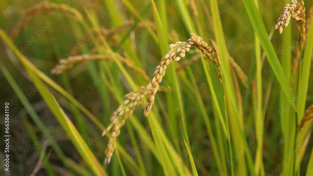 Rice fields at dusk, rice before harvest, nature's bounty Rice fields at dusk, rice before harvest, nature's bounty