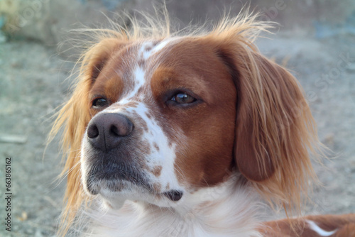 Spaniel breton photo