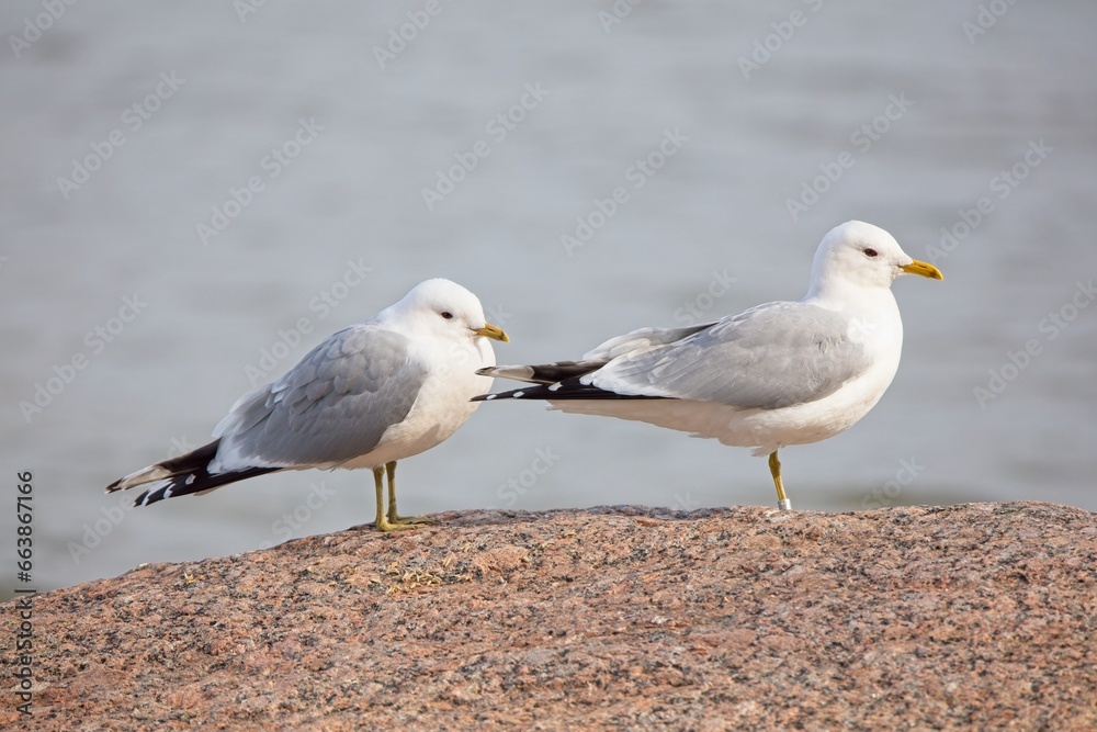Common gulls (Larus canus) or sea mews standing on rock in spring. Common gulls (Larus canus) or sea mews standing on rock in spring.