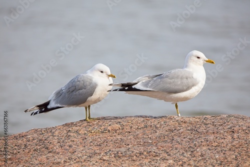 Common gulls (Larus canus) or sea mews standing on rock in spring.