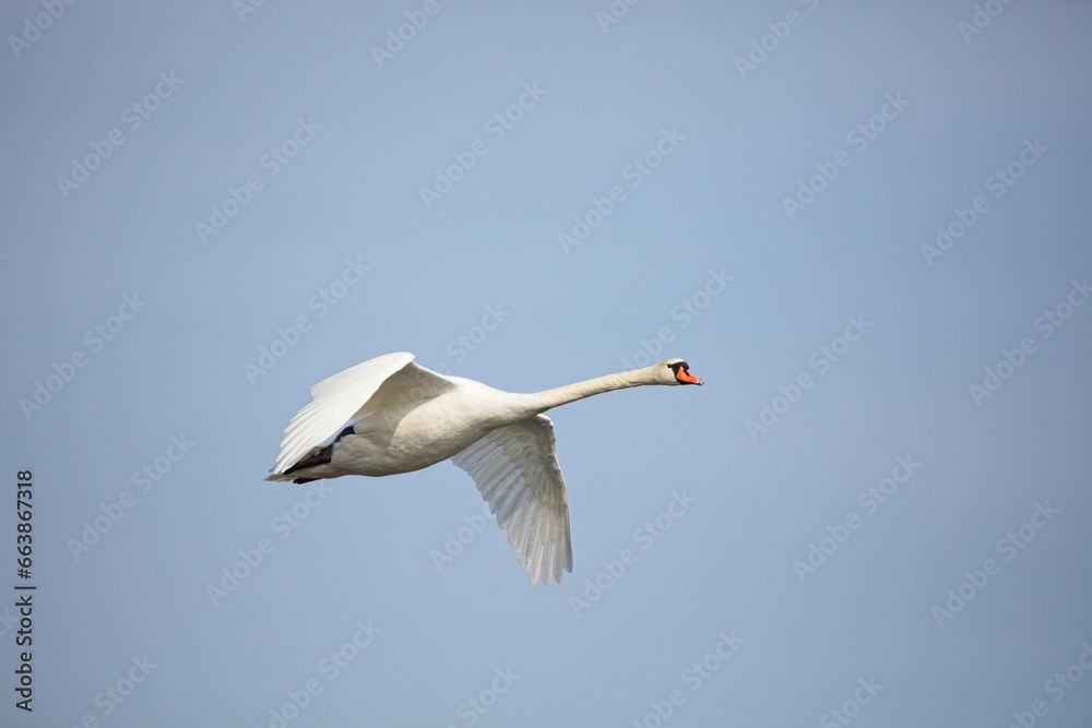 Mute swan (Cygnus olor) in flight in spring.