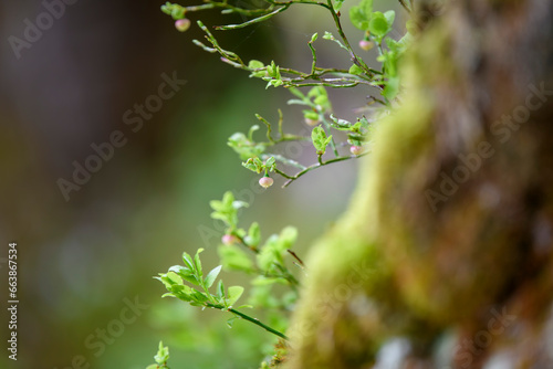 leaves in spring