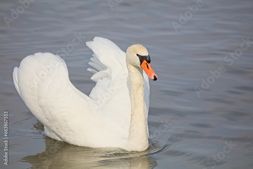 Mute swan  Cygnus olor  swimming in sea in spring.