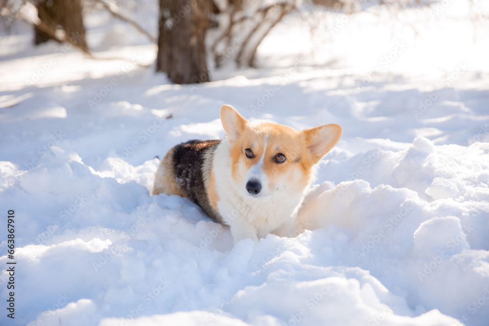 cute welsh corgi dog walking in the snow in winter