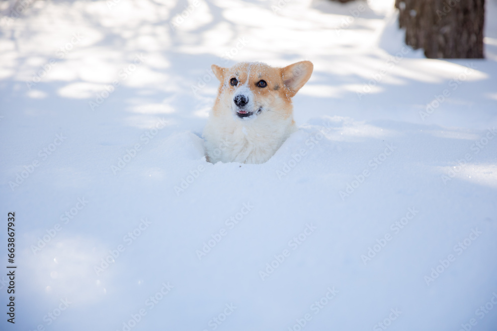 cute welsh corgi dog walking in the snow in winter cute welsh corgi dog walking in the snow in winter