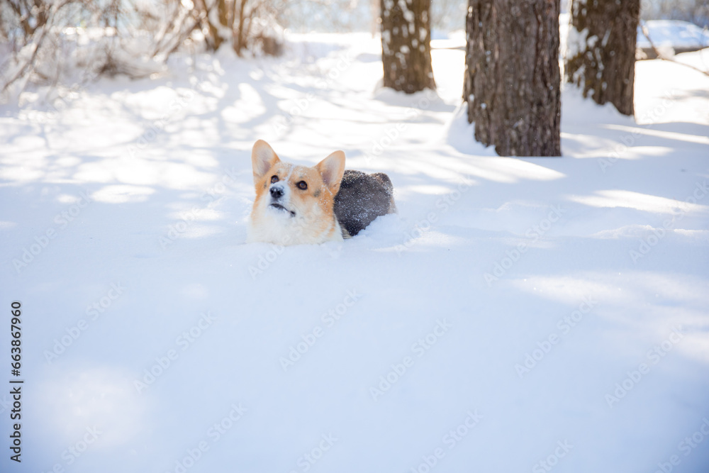 cute welsh corgi dog walking in the snow in winter