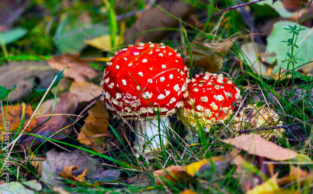 Amanita muscari, fly agaric beautiful red-headed hallucinogenic toxic mushroom Amanita muscari, fly agaric beautiful red-headed hallucinogenic toxic mushroom