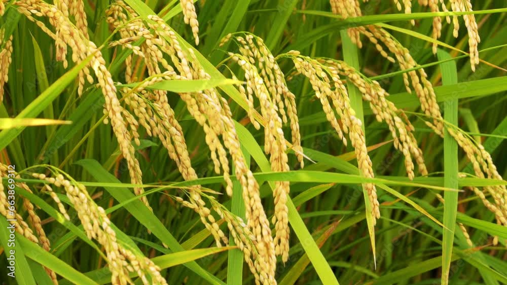Rice ears ripening in the rice paddies, swaying in the wind Agriculture Rice ears ripening in the rice paddies, swaying in the wind Agriculture