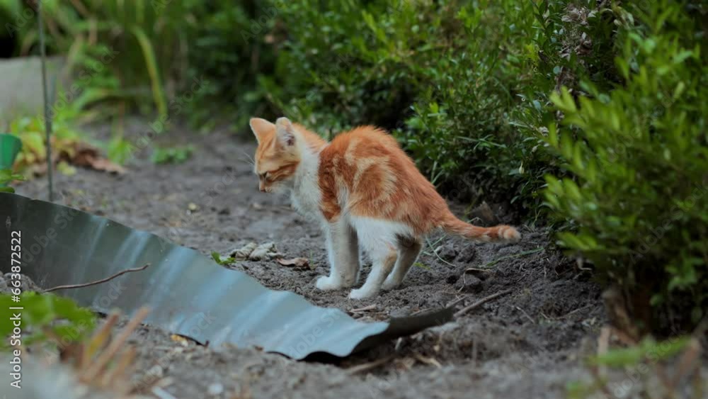 Little ginger kitten pees and poops. Cat buries poop with its paws