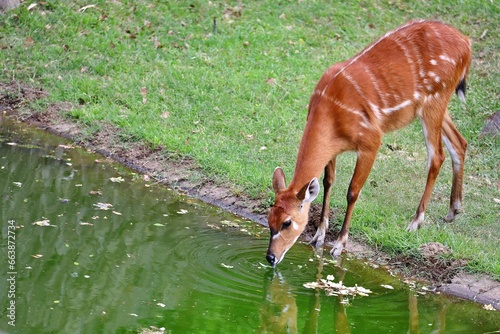 水を飲むシタツンガのメス